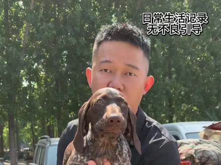 全能型犬种,养狗人的终极目标#波音达 #指示性猎犬 #猎犬
