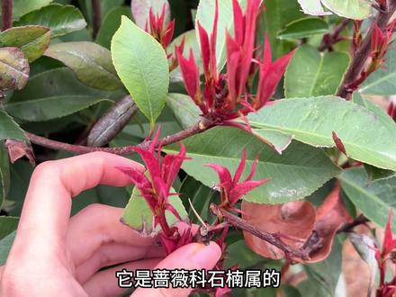 大家眼熟路边常见的这抹“火”吗?它叫红叶石楠,蔷薇科石楠属,是杂交种,拉丁学名 Photinia × fraseri Dress 。
❤️一年红三季:新叶鲜红,秋、冬、春三季呈现红色,霜重色愈浓
🍃叶片革质光亮:角质层厚,表面像打了蜡,摸起来硬硬的
🍂叶缘有腺齿:边缘带细小的腺状锯齿
🪵枝干特征:幼枝棕色有短毛,老枝灰褐色无毛
🍒花果期:花期5-7月,白花复伞房花序(花的味道一言难尽…;果期10月,球形小红果 ,很可爱!
❓为啥绿化带这么多捏? 因为它的萌芽力很强,很耐修剪,还能吸收二氧化硫、一氧化碳等有害气体 。繁殖也很容易,扦插就能活,大家可以试试春秋选半木质化枝条,成活率95%以上(但不要破坏市政绿化喔!可以在绿化带旁边捡被养护人员修剪下来的)。还能水培(但需先诱根,只适合短期观赏,长期的话还是土培比较好啦ovo #红叶石楠 #植物科普 #石楠花 #石楠花的花语是yue吧 #你们知道这是什么吗