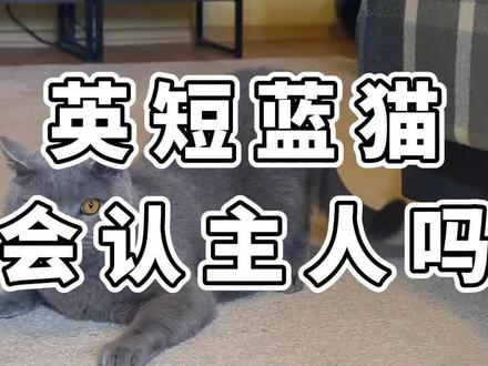 英短蓝猫会认主人吗#记录猫咪日常 #萌宠出道计划 #宠物知识 #猫咪 #抖in萌宠计划 #科学养宠攻略 #蓝猫 #宠物 #萌宠 #猫