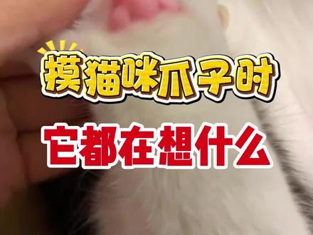 摸猫咪爪子时候他都在想什么#养猫新手 #猫咪可爱 #猫咪的日常 #猫咪爪子 #猫咪的迷惑行为