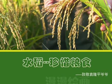 #美术课件 水稻🌾谁知盘中餐,粒粒皆辛苦,珍惜粮食从你我做起,致敬袁隆平#创意儿童画 #美术课件ppt