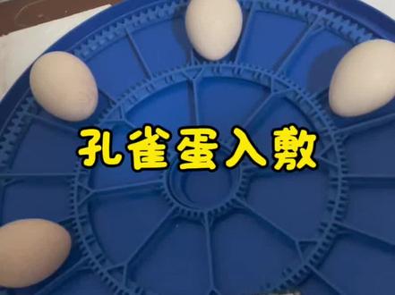 太期待一只小孔雀破壳而出了!今年的孔雀蛋又开始孵化了!#人工孵化#孵化孔雀蛋#鸡蛋的孵化过程 #创作者中心 #创作灵感