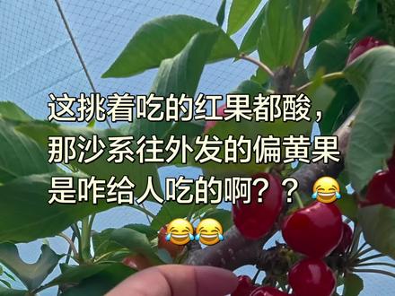 沙系(沙蜜豆 沙蜜托 沙王 金鼎红)口感还是差点意思 所以再等两天吧😅#大连樱桃 #沙系樱桃