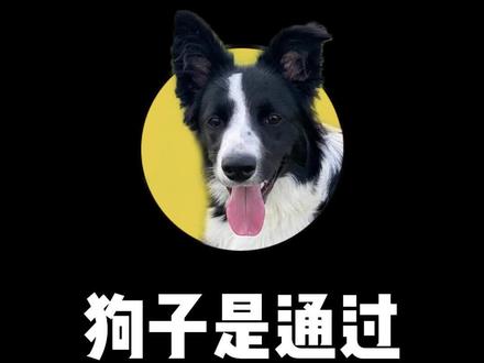 你有没有享受过狗子朝你奔来的感受?#家有萌宠 #萌宠日常记录 #边牧日常 #动物的迷惑行为 #毛孩子的日常 @DOU+小助手
