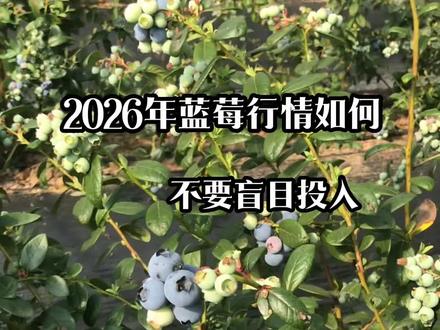 2026年蓝莓市场行情分析,不要盲目投入,想好怎么干再行动#蓝莓 #蓝莓苗 #蓝莓盆 #蓝莓盆栽 #蓝莓行情
