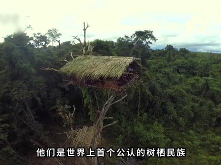 传说中的“食人族”,把房子建在50米高的树上,至今仅剩4000多人