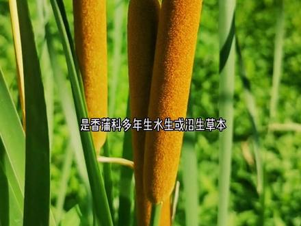 香蒲,生于临水的地方,它嫩的假鳞茎可以食用~#中草药 #植物科普 #我的乡村生活 #香蒲#人参原产地 @抖音小助手 @抖音自然