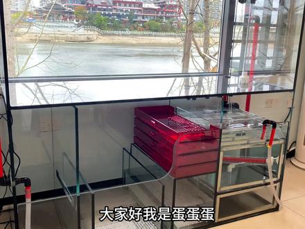 这是一条没有鱼的视频,自己给朋友做的全玻璃鱼缸全过程,这样做不知道会不会炸缸#养鱼养心 #自制鱼缸 #肿斤鲤 #草宝 #养鱼日志