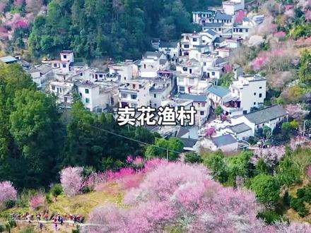 第57集 | 这个只卖花不卖鱼的村子,四面环山,满山坡的梅花,空气清新,暗香浮动,简直就是世外桃源,再不来又要等一年#旅行推荐官 #卖花渔村 #世外桃源