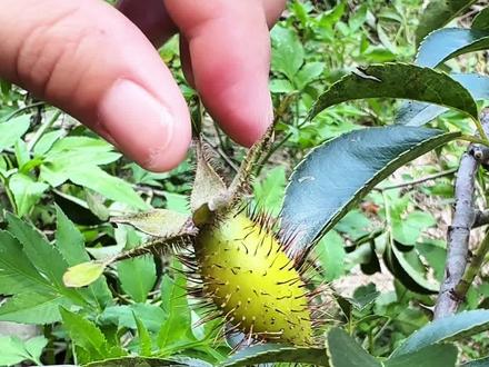 金樱子被称为山中一宝,村里有经验的老先生经常采收它