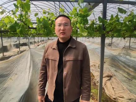 #阳光玫瑰葡萄 @#逸绘 正确使用#新农人计划2023 #抖音助农 @邢凯华-草龙珠的诗