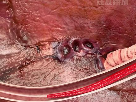 食蚁兽把舌头伸进你的胃,会发生什么? #科普 #猎奇