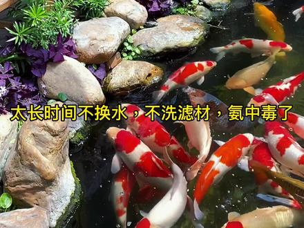 为什么你的鱼有时会趴底,要根据情况找原因哦#精品锦鲤
