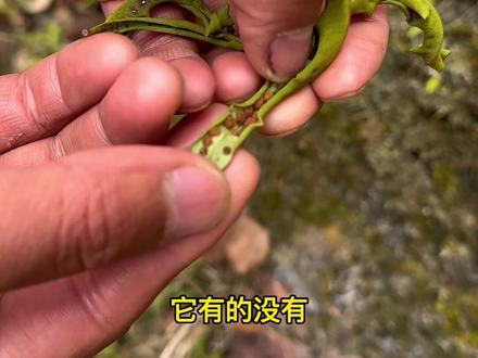 这个被东北老铁称为嗷嗷叫的植物,大家见过没有,本草纲目里说它,稀世之珍,天下第一也,它就是大名鼎鼎的石韦,又名肾经茶,化石草#中药材 #传承中医文化 #三农 #中草药 #新农人计划2023