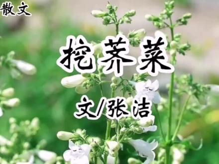 分享一篇中学课文《挖荠菜》
