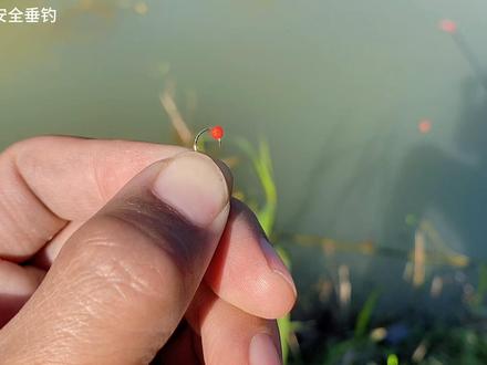 有几条差不多就能钓几条,刚发窝就能下竿,泡沫逗钓正在壮大 #2026dou来钓鱼 #春钓鲫鱼 #钓大鱼 #泡沫逗钓 #鱼蟲宴