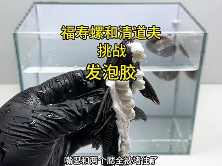 清道夫和福寿螺挑战发泡胶 把发泡胶放进清道夫和福寿螺中会发生什么事!#福寿螺#清道夫#趣味实验