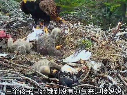 美国国鸟🐦白头鹰喂养他的三个小宝宝,#野生动物零距离 #鸟类实拍 #鹰 #老鹰 #鸟宝宝