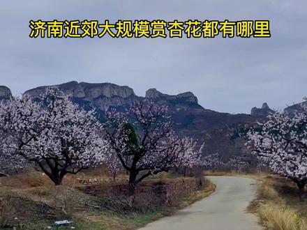 济南近郊大规模赏杏花都有哪里,停车方便还免费,赏花正当时,还可以挖野菜,加入周周自驾游,一起拥抱大自然#户外 #春天你好 #治愈系风景 #自驾游