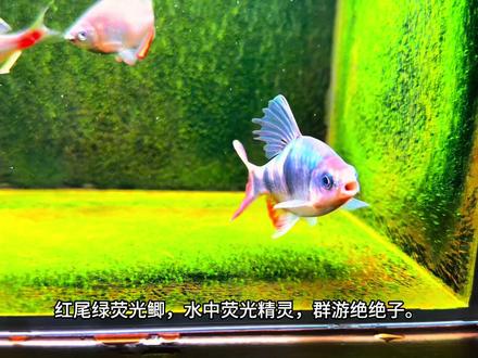 道金斯鲃系列里的红尾绿荧光鲫,好特别~
#道金斯鲃 #观赏鱼 #红尾绿荧光鲫 #观赏鱼直播间 #养鱼日记