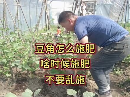 豆角什么时候施肥?怎样施肥?可不能乱施,现场告诉你#新农人计划2024#来抖音学农技