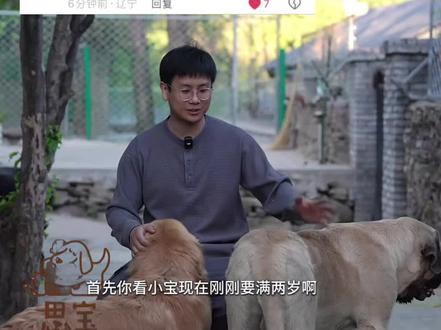 小宝会健健康康 所有小宝们都会健健康康陪着骏良和小助理 在门头沟过着幸福 快乐 稳定的日子 欢迎思宝的到来 希望思宝做得越来越好 顺顺利利#骏良 #马士提夫 #思宝宠物旗舰店 #小狗