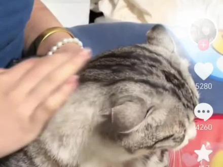 本人不是无脑养猫人群!#这是个真实的事情 #猫 #萌宠出道计划 #猫咪