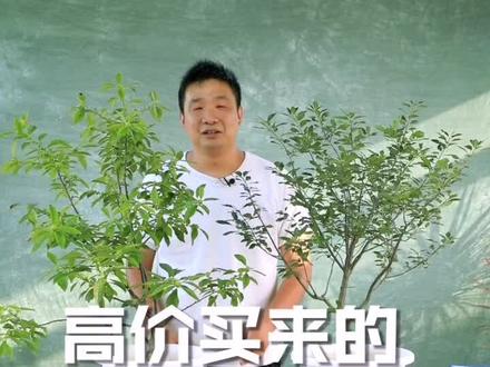 还记得我去年冬天高价买回来的北美冬青吗?现在他们长这样。