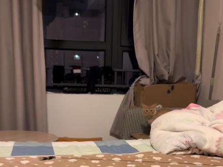 傻猫,认证了。 #萌宠认物挑战 #萝卜纸巾猫咪 #傻猫 #犟种猫咪