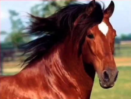 中国古代宝马良驹排行榜