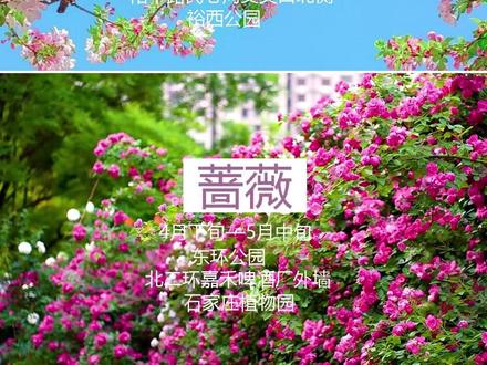 石家庄赏花地图 #春天 #赏花🌸听歌🎶 #石家庄 #上热门 #赏花地图