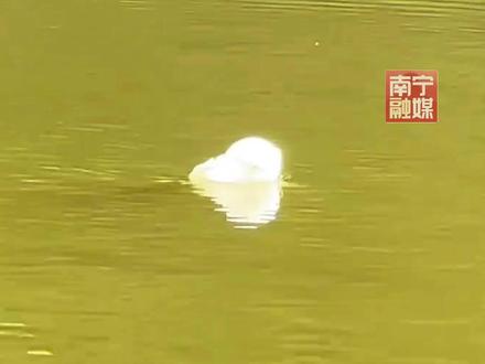 男子用手套自制钓鱼手势浮漂,“ok”表示鱼上钩。 #钓鱼 #手势 #浮漂