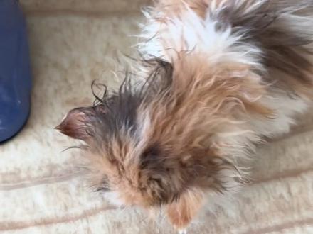嘎豆儿长牙啦!有六颗🦷!#猫咪 #捡猫