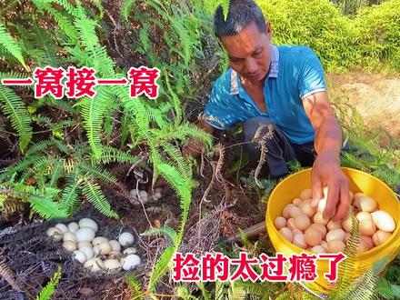 深山野林找鸡蛋,惊喜不断一窝接一窝,遍地鸡蛋捡到手软