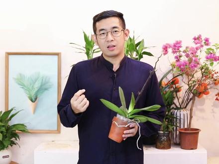 蝴蝶兰怎么养?园艺师教你,蝴蝶兰的详细养护技巧