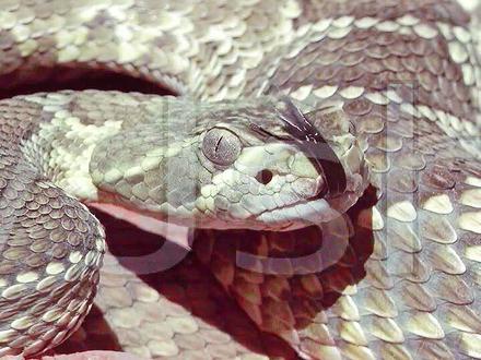 响尾蛇外形炫酷,杀手气质十足 #蛇 #爬行动物 #神奇的大自然