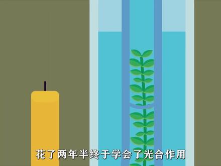 一分钟看完光合作用的详细过程 #生物 #知识分享