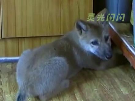 如果它活着,一定会成为匹威风凛凛的狼王#狼崽 #重返狼群 #格林 #福仔 #生命的力量