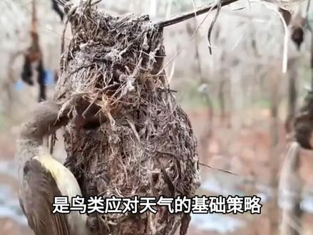为什么鸟窝大多开口朝上,遇上大雨怎么办?