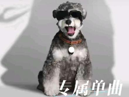 呆米:好消息,我有专属单曲了😃😃😃😃
坏消息,7千万人都知道我是小傻狗了😭😭😭😭
#刘宇宁 #宠物