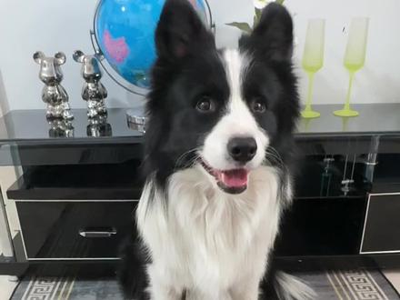 纸巾?萝卜?#边牧的800个心眼 #边牧#萝卜纸巾猫咪挑战 #萝卜纸巾