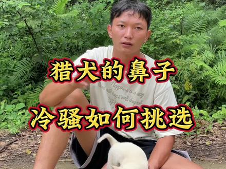 #实战猎犬 不善言语,不喜勿喷#广西土猎犬