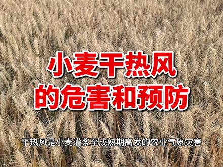 小麦干热风的危害与预防 #小麦干热风 #小麦干热风怎么预防 #防治小麦干热风 #农业技术推广 #关注我每天为你分享更多农业知识