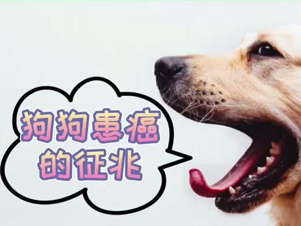 狗狗患癌的征兆#狗狗#萌宠@抖音小助手