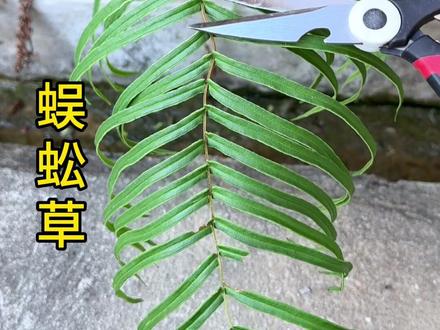 农村人采摘蜈蚣草,它的叶子像蜈蚣,小时候常采来晒干#dou来广东百千万 #内容启发搜索