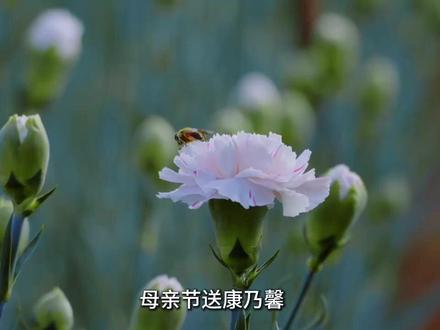 母亲节给妈妈选的康乃馨,你选对颜色了吗?#康乃馨 #母亲节 #花语 #母亲节礼物 #冷知识