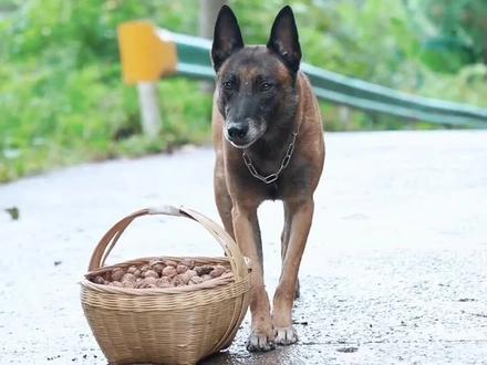 好有灵性的狗狗#乡村剧情#狗狗