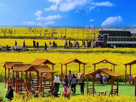 红薯岭游玩攻略!2026版#油菜花