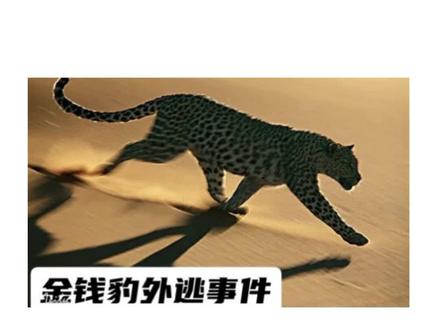 速记单词 leopard #背单词 #英语单词 #学科讲解人 #学科知识 #萌知计划 @抖音青少年