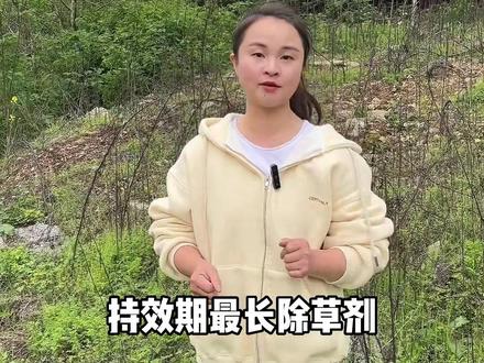 持效期最长的除草剂,效果太狠了,只能用于非耕地除草#农业 #三农 #非耕地除草 #除草
